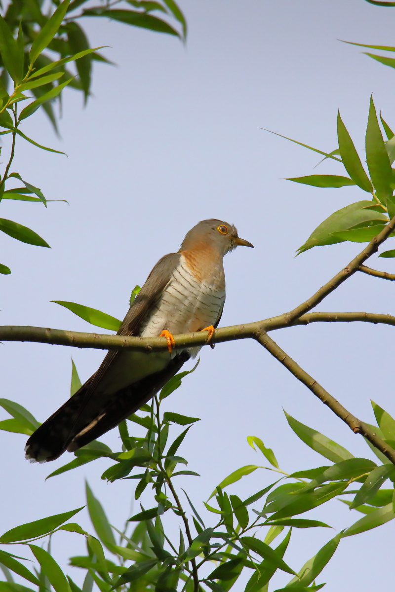 再见布谷鸟这是个雌鸟北京奥森清晨早晨夏天布谷鸟