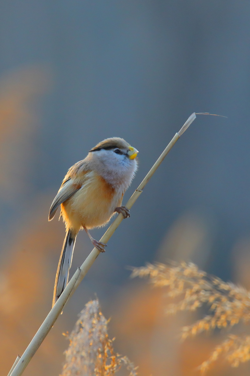 晨光中的震旦鸦雀