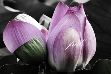 81BC0D45-4138-4BB6-B411-FDDAE55EFB8E/L0/001