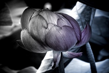 B8148172-44CB-4BDE-A719-3FF76D571BC0/L0/001