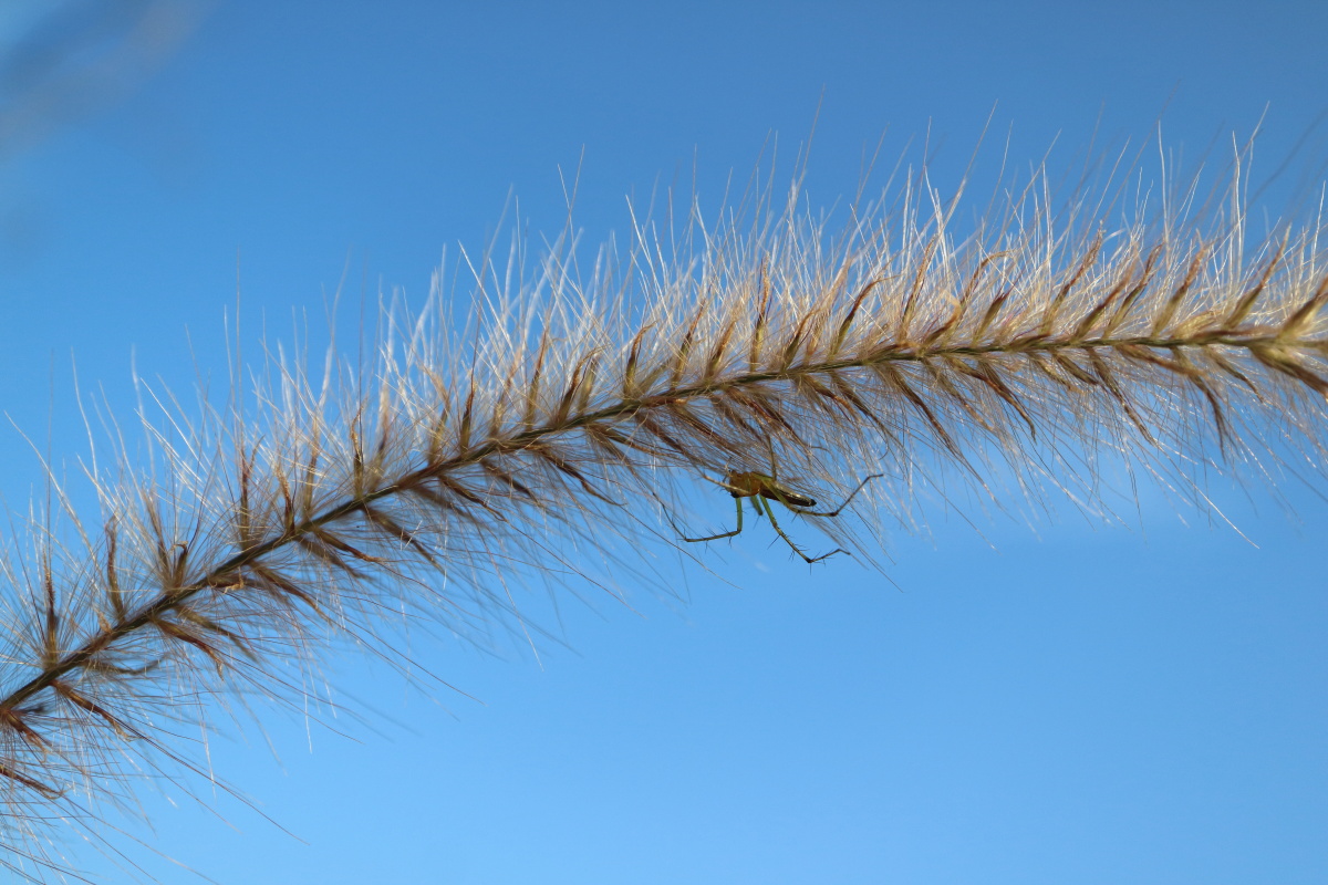 佳能新微单微距镜头28MM Macro 试拍1--昆虫