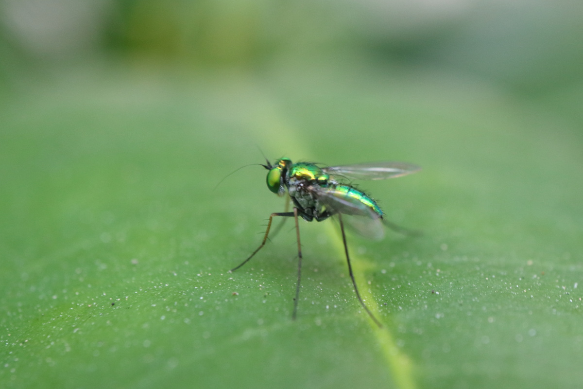 佳能新微单微距镜头28MM Macro 试拍5--蝇(微