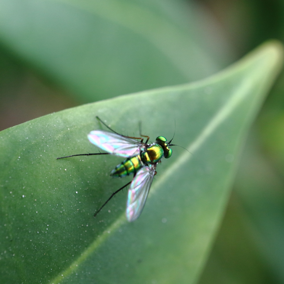 佳能新微单微距镜头28MM Macro 试拍5--蝇(微