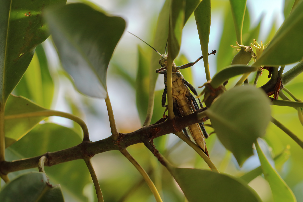 飞在树上的蚱蜢