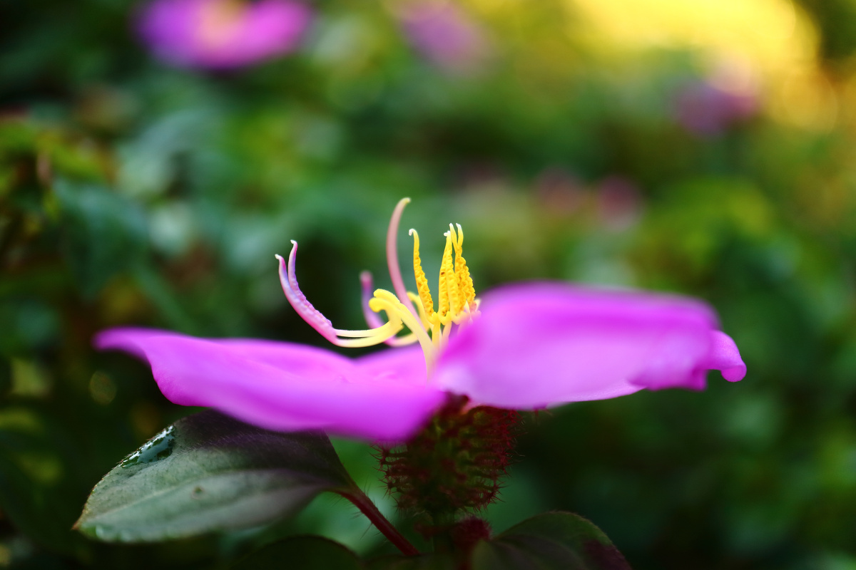 多花野牡丹组图