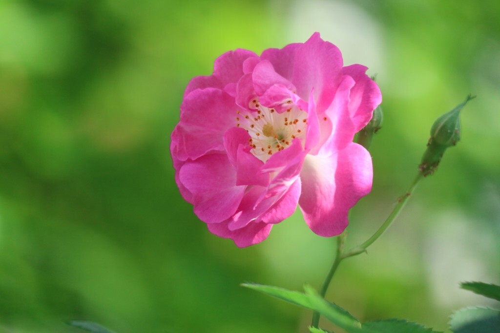 月季花开