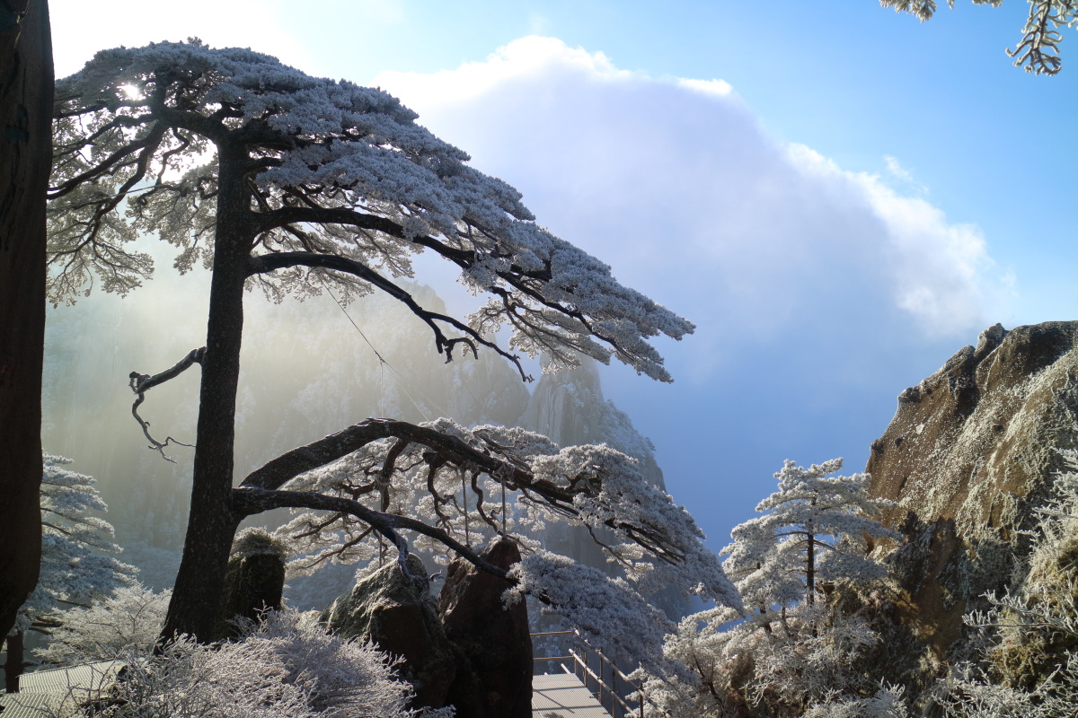 冬日黄山迎客松