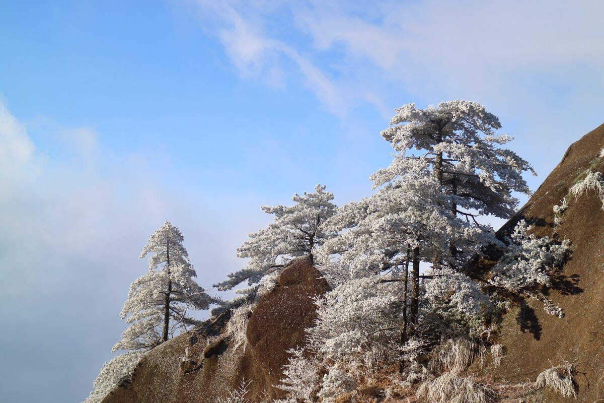 黄山雾凇