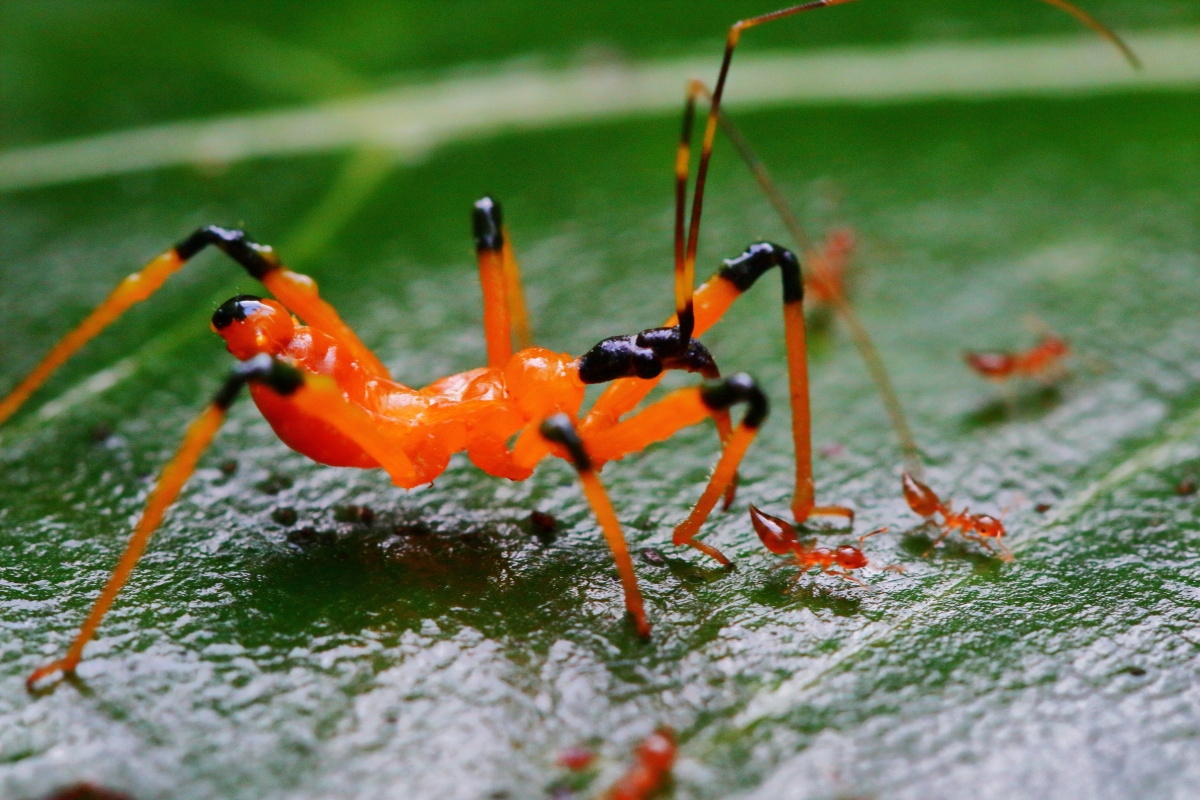 这虫子本身也很小,但还有比他头还小的蚂蚁.