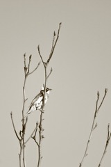 IMG_2046_HQ