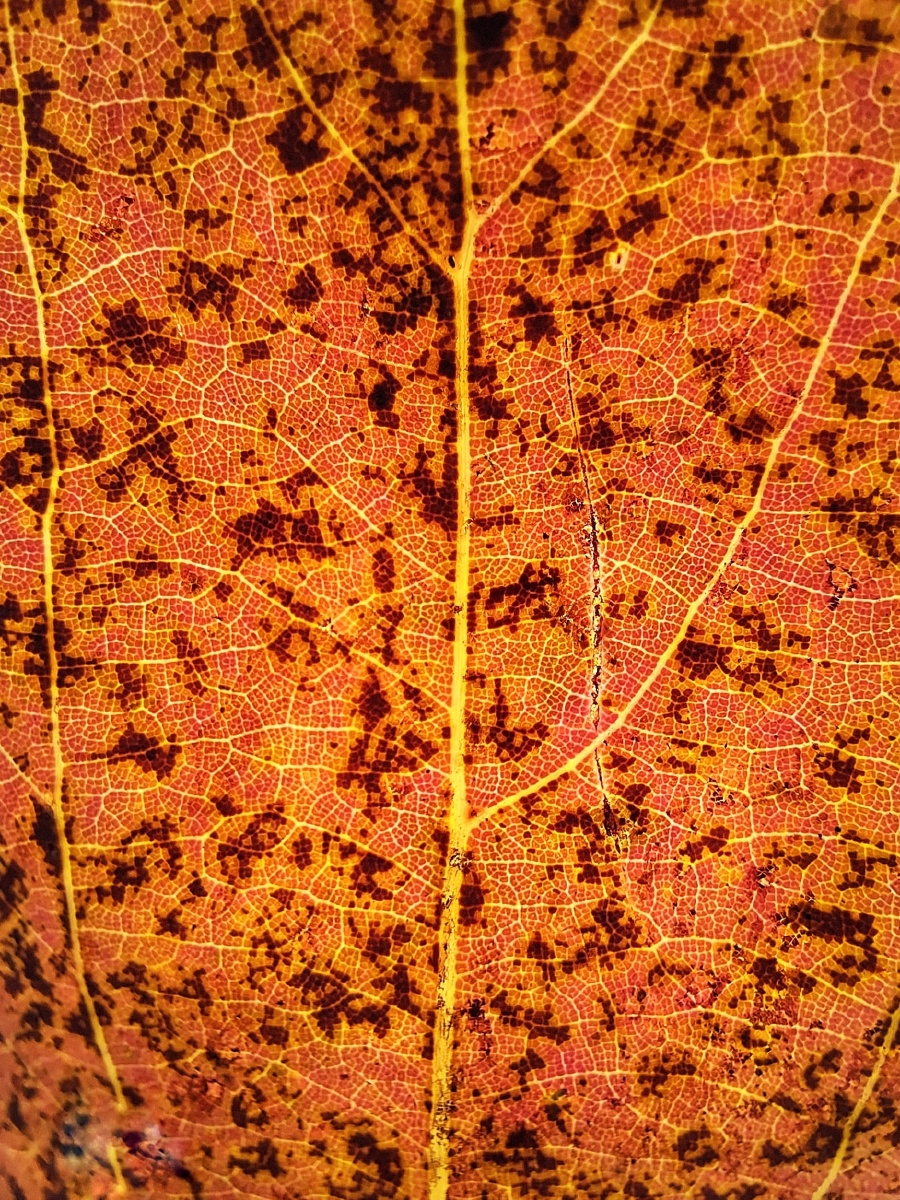 叶脉叶子的纹路就像是条条大路向外扩散一直衍生着