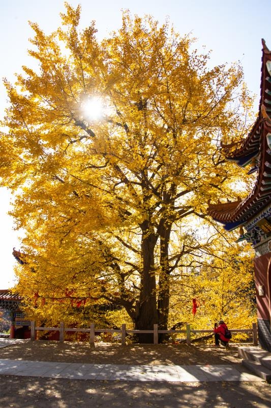 秋天的遵化禅林寺