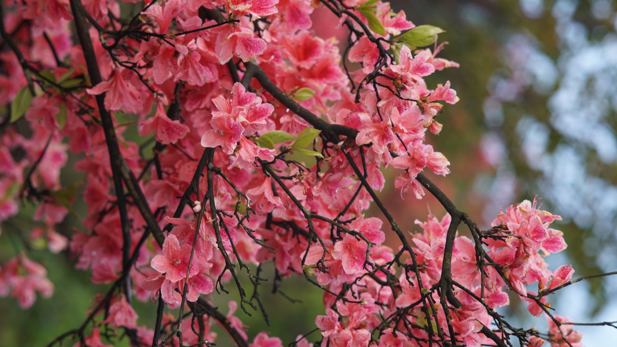 高姥山杜鹃花映山红 - 是可达鸭 - 图虫