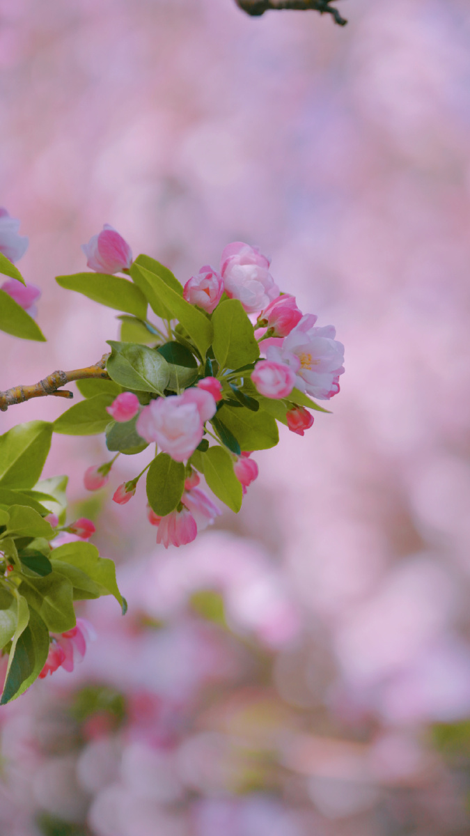 北京春天故宫的花 - 是可达鸭
