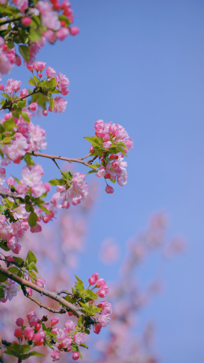 北京春天故宫的花