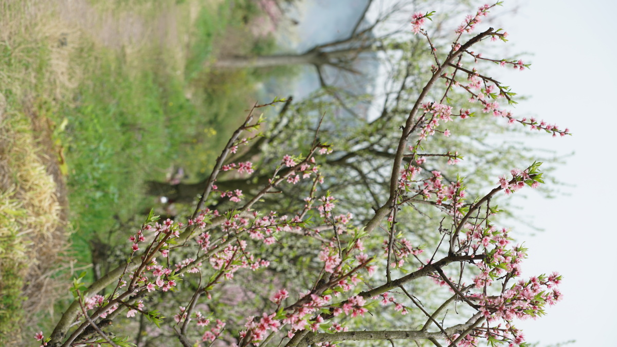 满山春色梨花李花