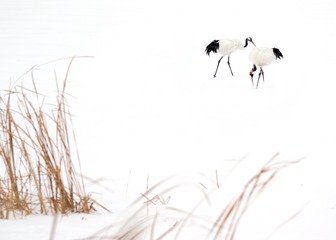 雪中情