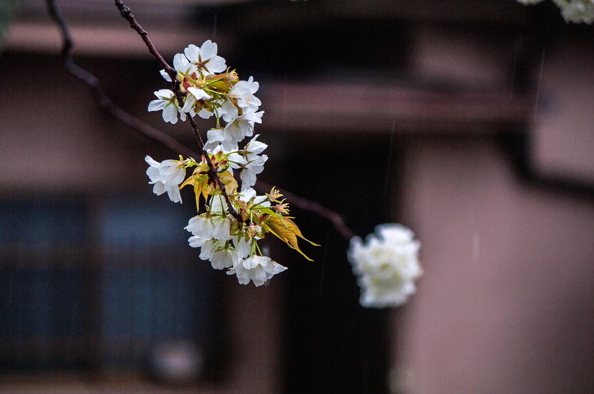 日本京都樱花, - 旅行, 上海 - 拍的玩