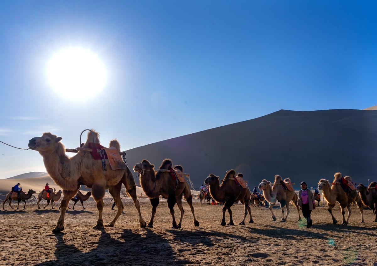 鸣沙山的骆驼队
