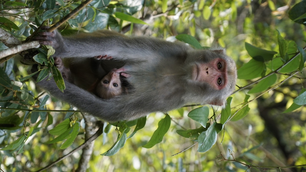 森林里野生猴子哺乳