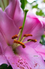 百合 - 品种 1 (5)