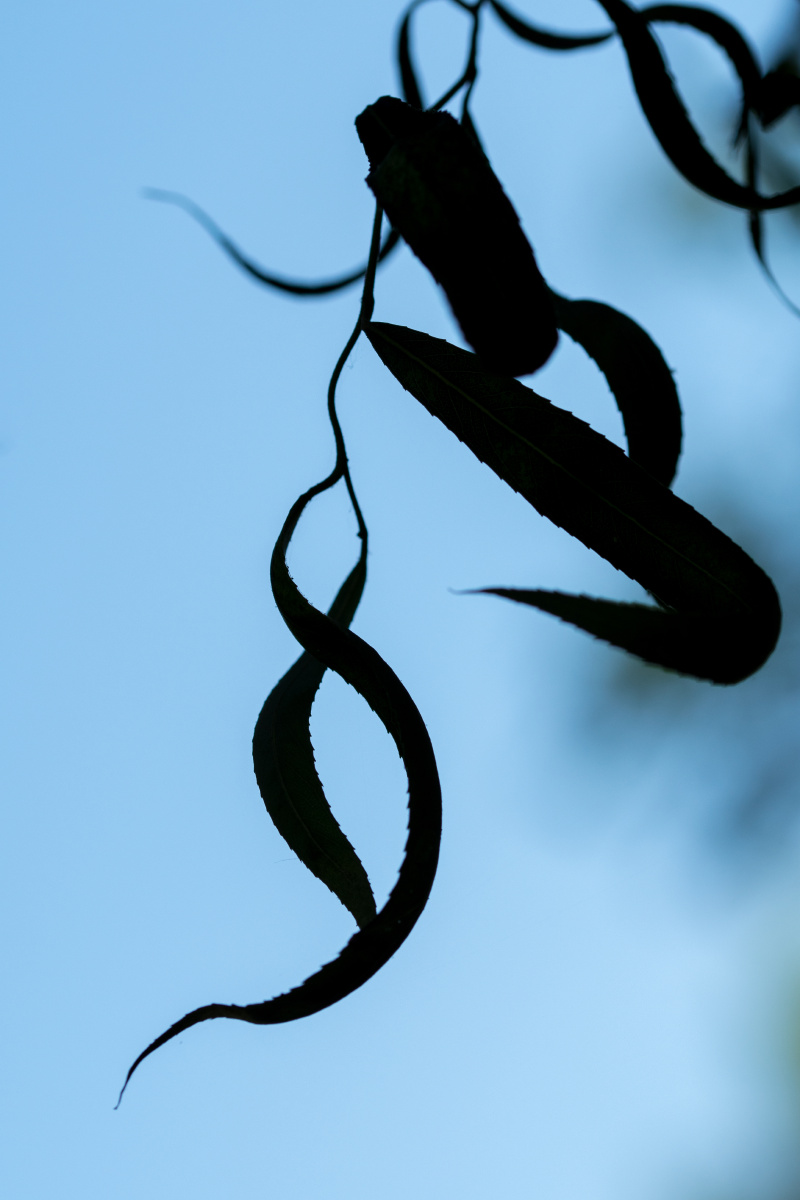 柳叶- 笨喵solove - 图虫