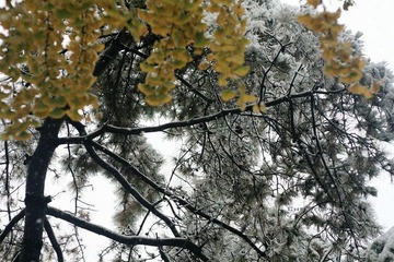 雪中松杏