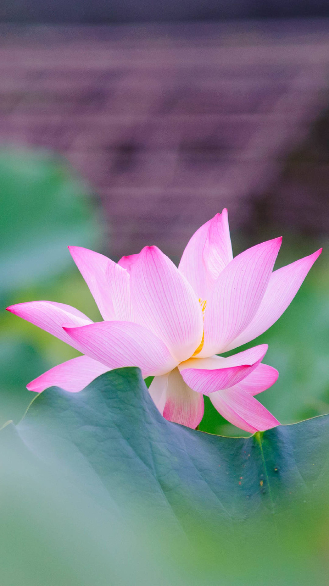 分享一组荷花图出淤泥而不染濯清涟而不妖