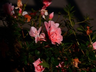 5A2074E7-000C-475E-A206-B300641CFE0B/L0/001
