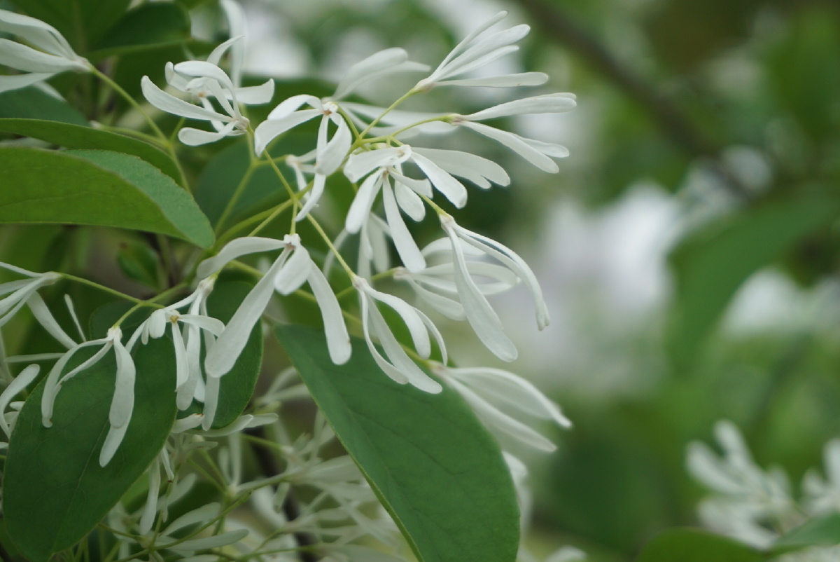 流苏树的花特别漂亮树覆一寸雪香飘十里巷洁白的流苏花开满树冠如雪覆