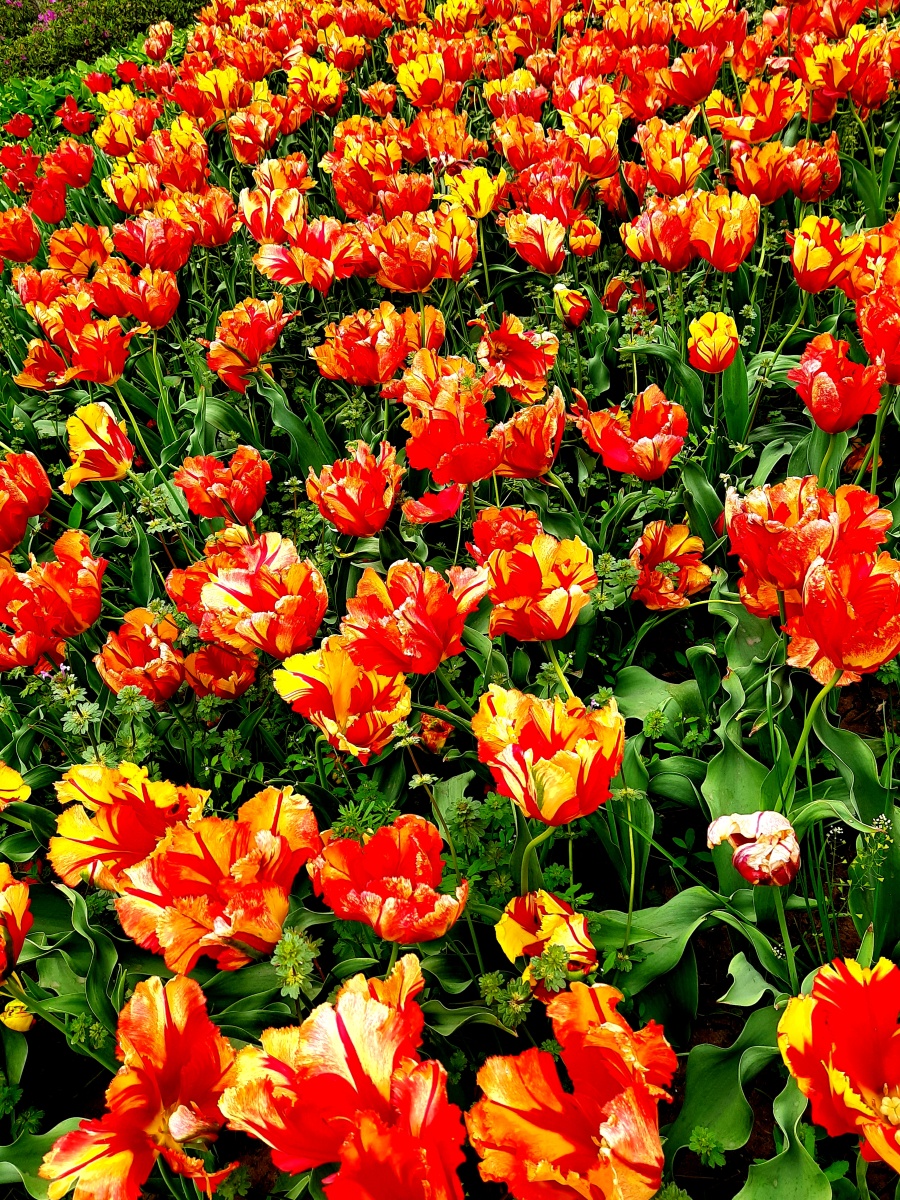 鹦鹉郁金香系列是最名贵的品种.