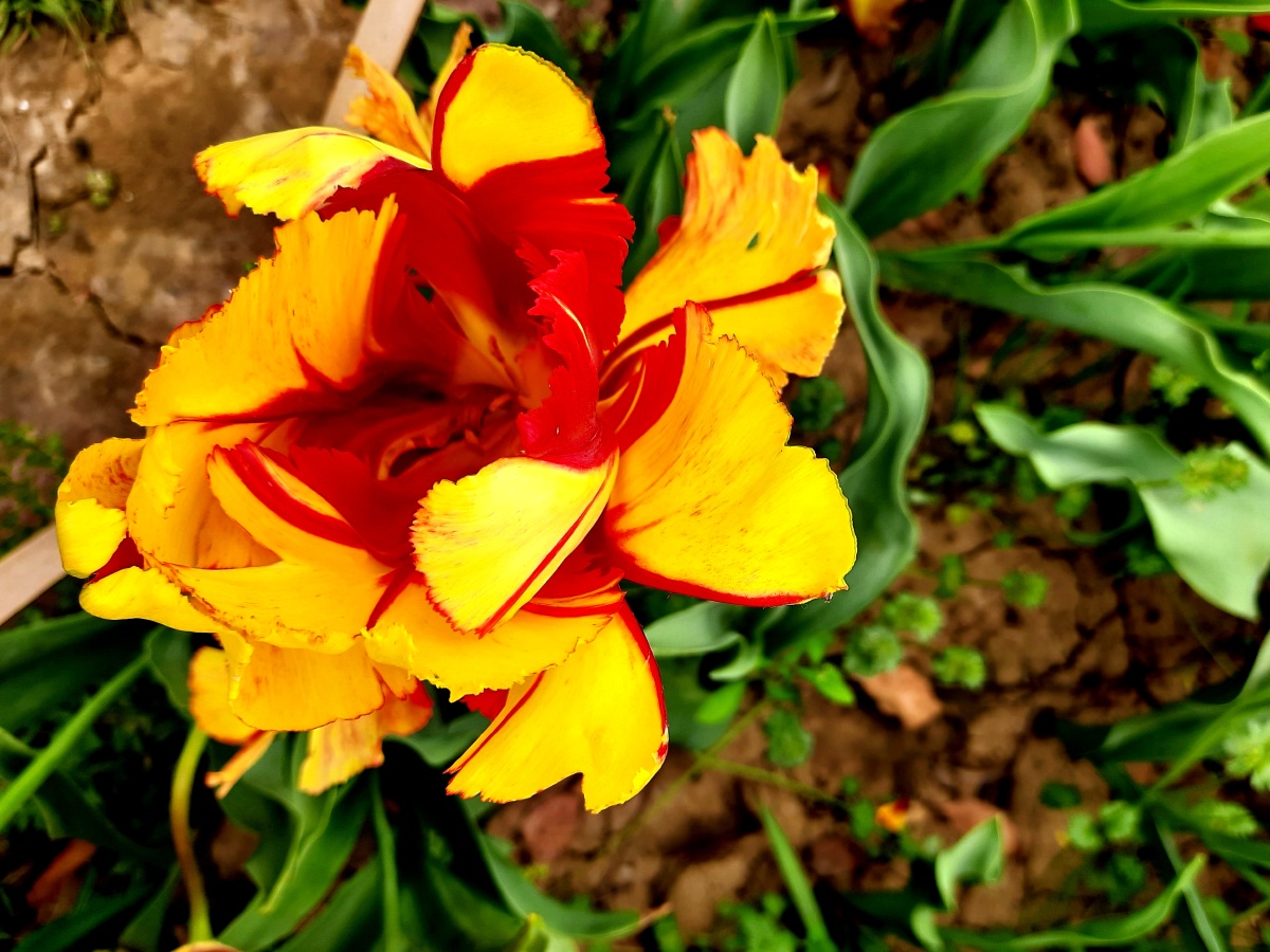 鹦鹉郁金香系列是最名贵的品种.