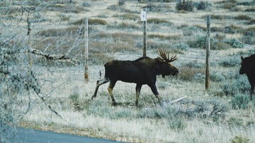 IMG_0498 