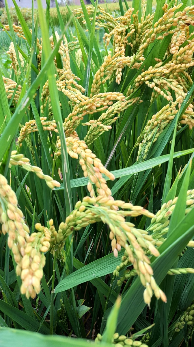 苏北de稻子,10月10日. - 杨中宁 - 图虫网 - 优质摄影师交流社区