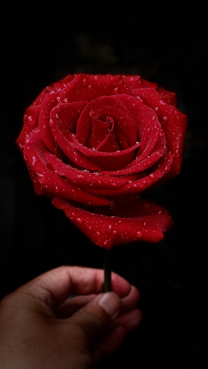 玫瑰花手机拍的哦