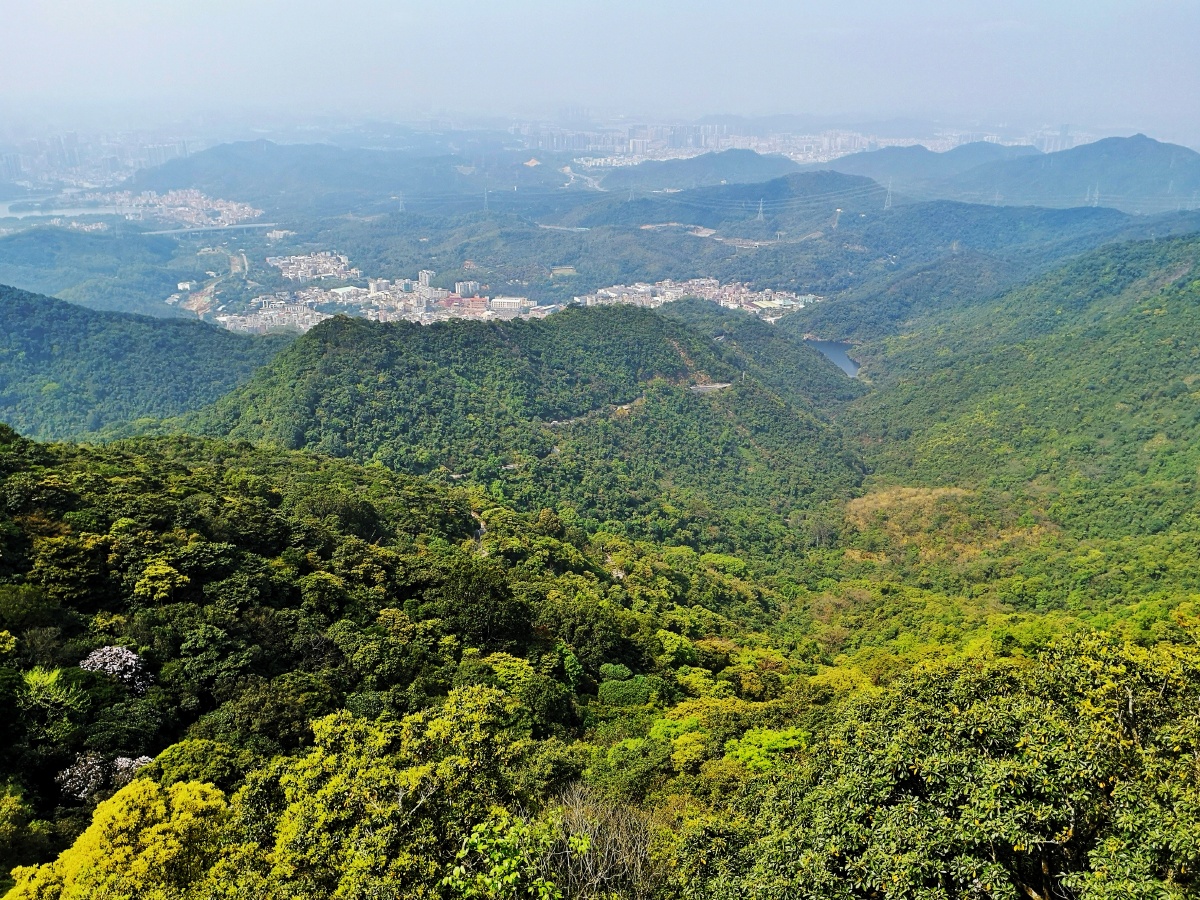 登梧桐山看翠山美景