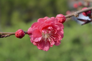_DSC0586