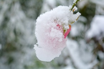 _DSC0242 (2)