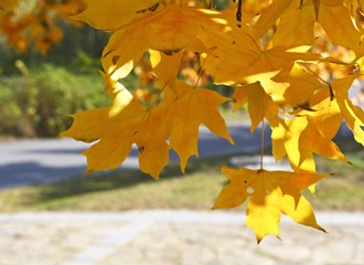 _DSC0042
