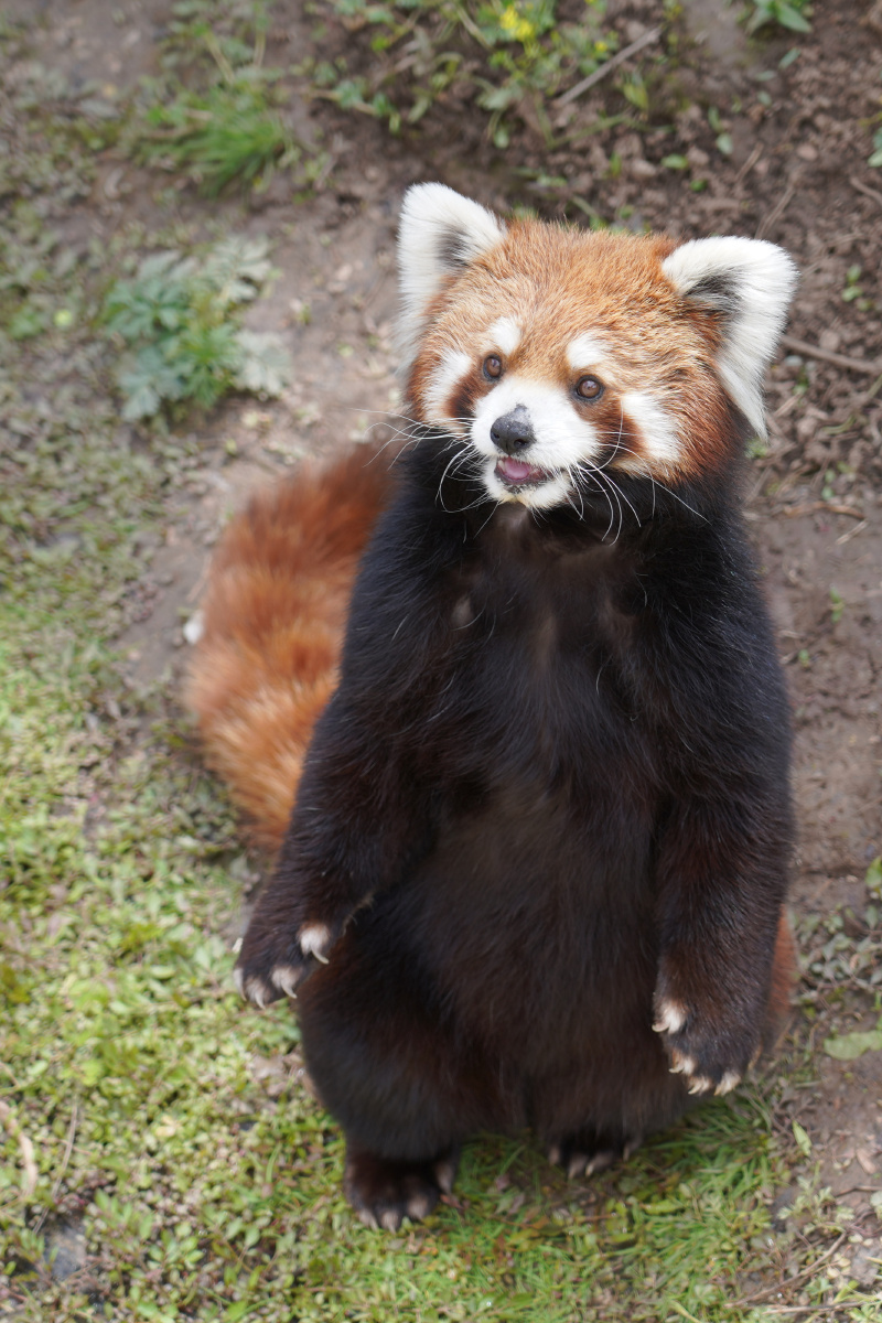 动物园里的小动物小熊猫 浣熊 鹈鹕 大象 鹤 孔雀 长颈鹿 熊猫 麋鹿