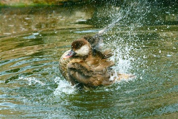 洗澡的鸭子