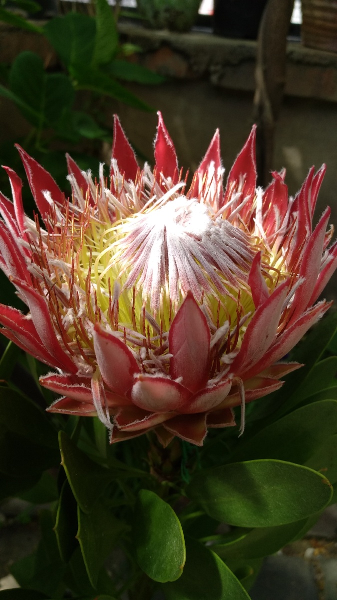 花中之帝永绽华芳帝王花南非国花花期可达七个月之久