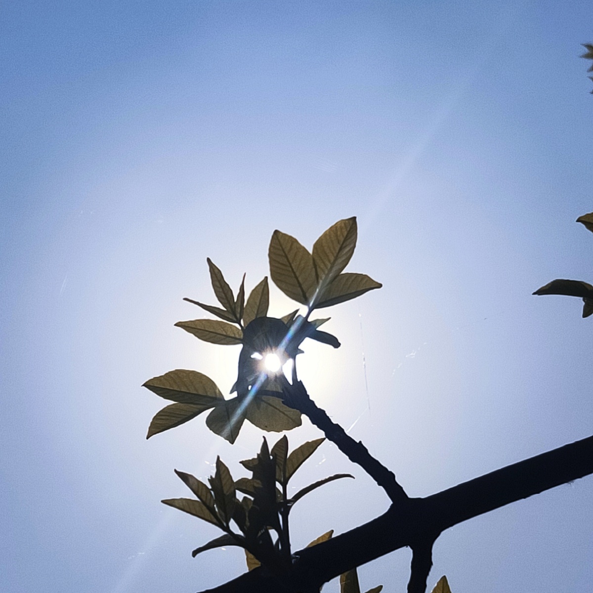 万物总有缝隙那是阳光照进来的地方