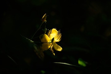 _DSC6833_3750 - 