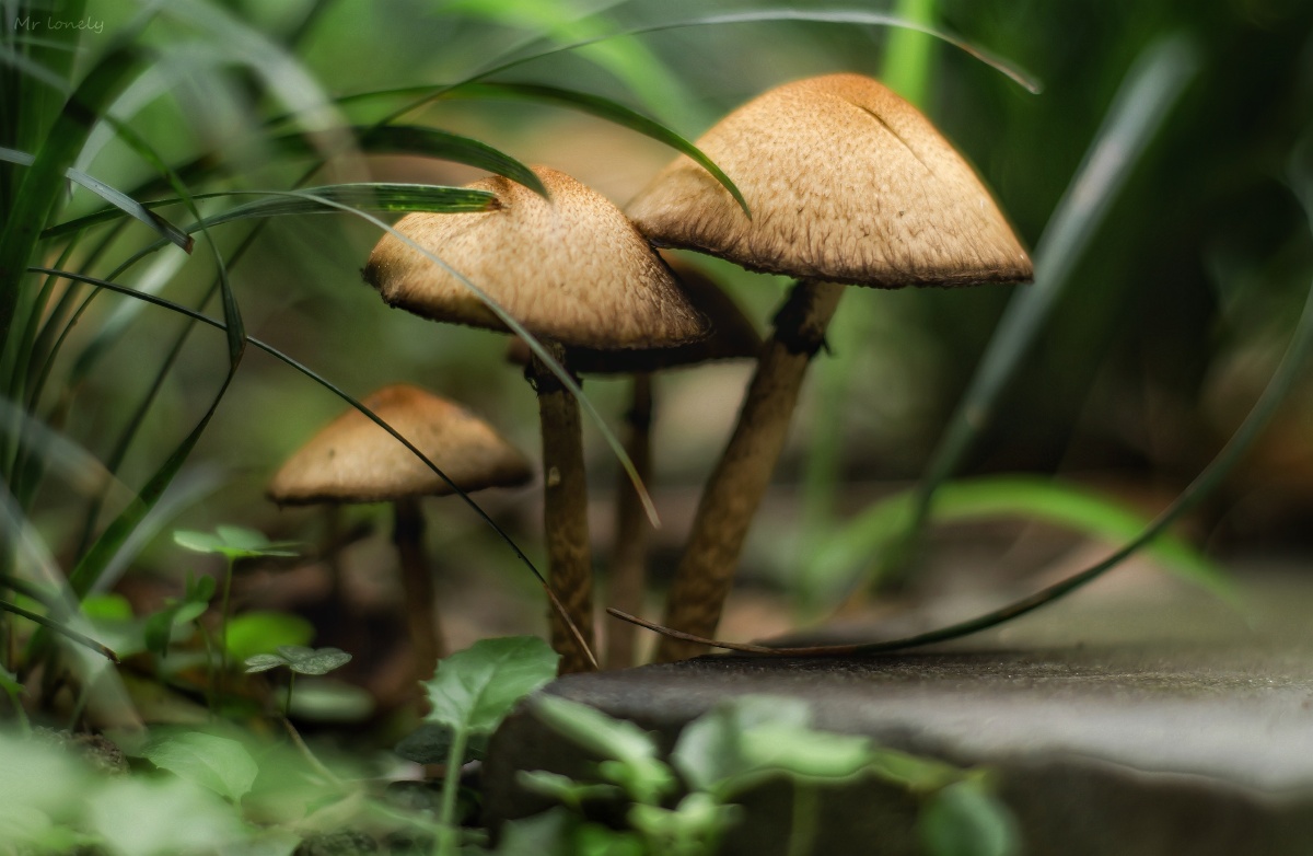 野菌- 简单88 - 图虫