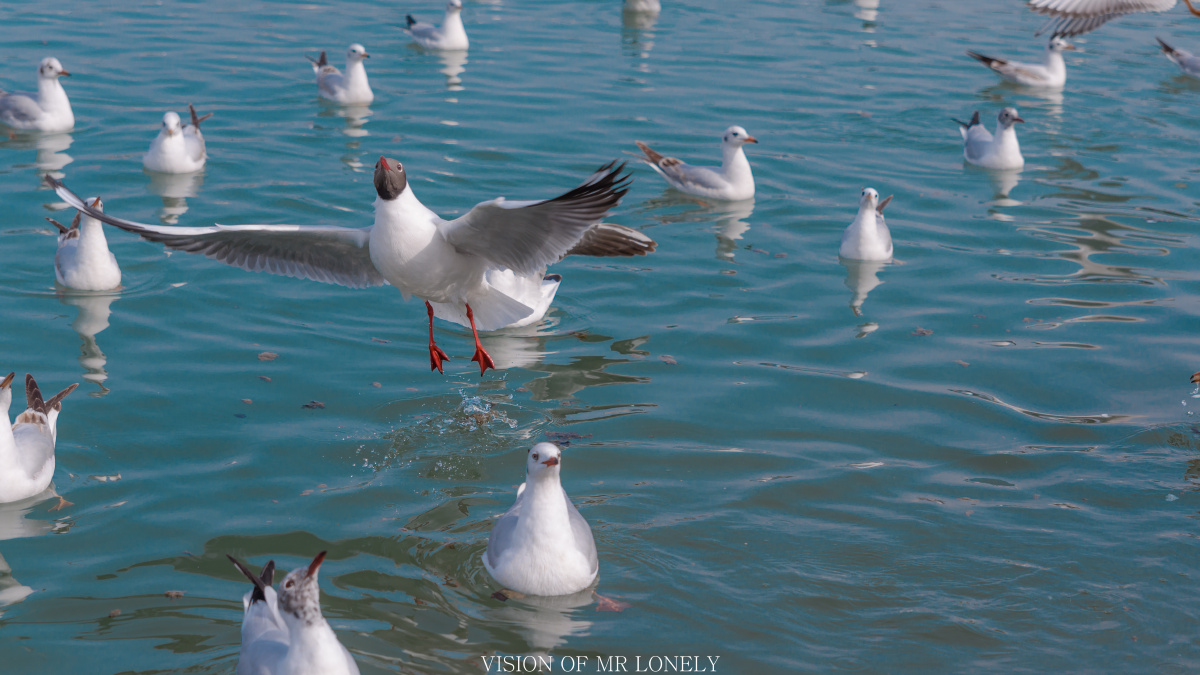 候鸟- 简单88 - 图虫