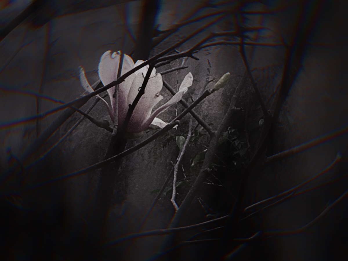 200208 宝贝已经8天没出门了!今天节日特赦她