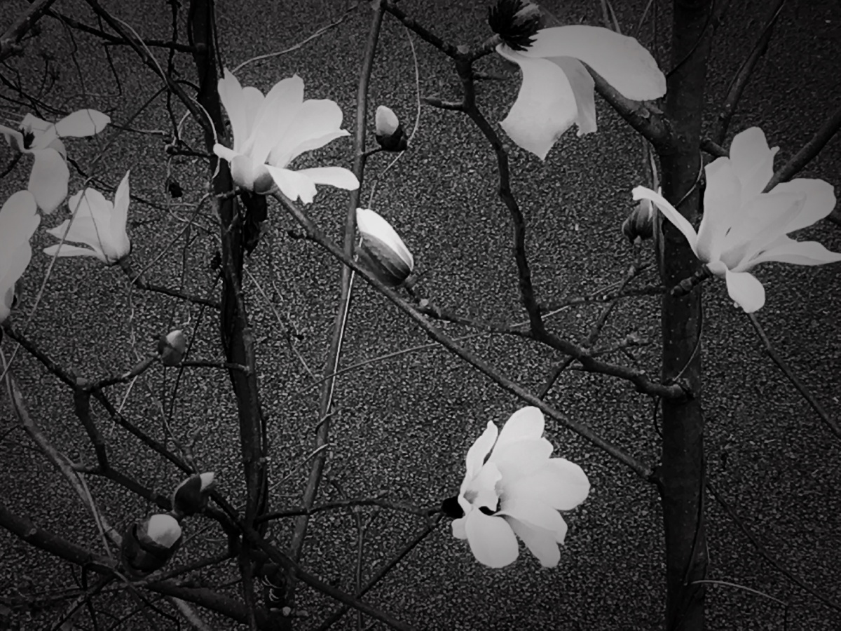 200208 宝贝已经8天没出门了!今天节日特赦她