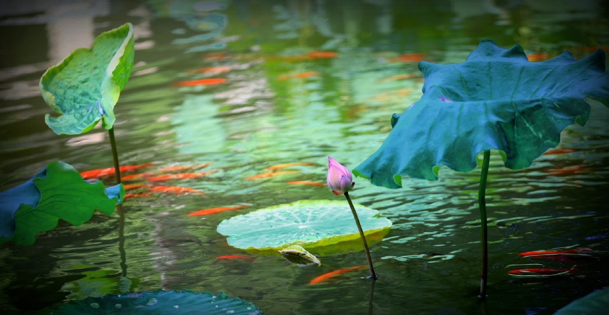 江南可采莲,莲叶何田田.鱼戏莲叶间.