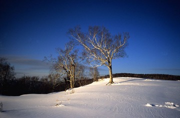 Image1